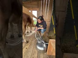 Surge Bucket Milker! #dairy #milk #homestead #milkmachine