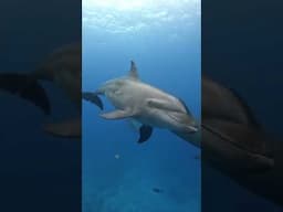 You need to add French Polynesia to your bucket list🥹 #frenchpolynesia #travelbucketlist #whales