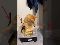 Master of the Litter Fist 🐱 #catshorts #orangecat