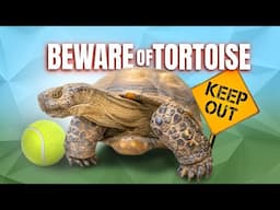 Rescued Tortoise Steals Toy From 70 Pound Dog + American Tortoise Facts You Didn’t Know!