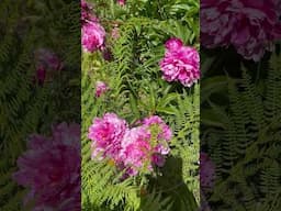 The MOST BEAUTIFUL Flowers! 🌸