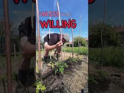 The garden can give you great life lessons you know...🍅#gardening #veg #tomatoes