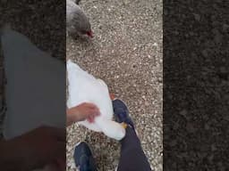 Beautiful Sunrise Morning With Animals #morningvibes