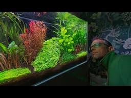 Farewell to the Dutch Inspired Aquascape (4K)