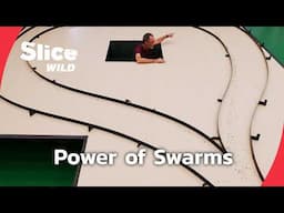 The Secret Code of Swarms – Nature’s Collective Intelligence | SLICE WILD