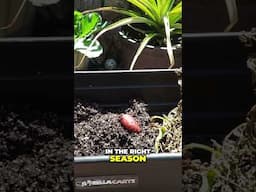 Big Gardening Mistake: Wrong Season Planting! 🌱 Don’t Do This