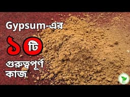 🌿প্রয়োগ করুন জিপসাম, বদলে যাবে বাগানের চেহারা🌿10 MAGICAL Benefits of GYPSUM for Garden Soil🌿