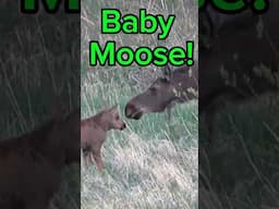 Cutest Thing You’ll See Today!! #babyanimals