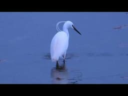 Little egrets (Egretta garzetta) "foot waggle" fishing
