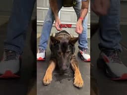 How to use treats to help your dogs down stay! #dogtraining #dogs