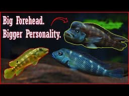 Buffalo Head Cichlids: The Oddballs You’ll Fall in Love With