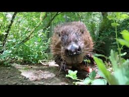 Beloved Beaver Filbert Turns 14 At Oregon Zoo