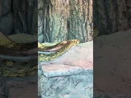 Ivy the Green Anaconda! How big do you think she is?! Comment your guess! #reptiles #snake #fyp #big