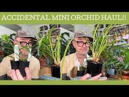 Accidental orchid mini haul!!