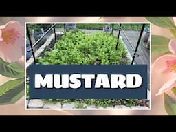 Winter Mustard Makes Your Spring Garden THRIVE!