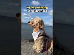 When My Dog Is Thinking of His Girlfriend....Then This Happened