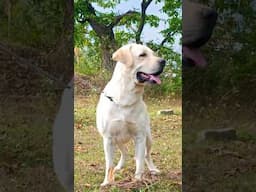 my Labrador Retriever Max #doglover #labrador #dog