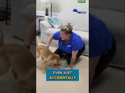 How To Play Tug With Your Puppy