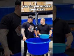 WHO got the BIGGEST LUNGFISH? #freshwaterfish #aquarium #monsterfish