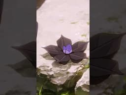 Quienes nunca nos abandonan🌸