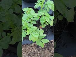 Russet Burbank Potatoes Growing in a 10 Gallon Grow Bag