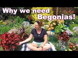 Why I Love Begonias | Stunning Color That Just Doesn’t Quit