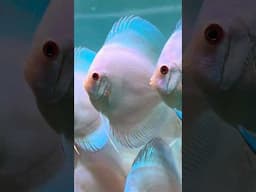 BEAUTIFUL BLUE DIAMONDS #discusfish #youtubeshorts #shorts