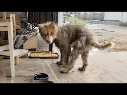 I took home the Alaskan Malamute that guarded the factory for 2 years since it never ate a full meal