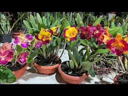#lancattleya lan cattleya nhiều mặt hoa dẹp-0834608769- LAN RỪNG LÂM ĐỒNG