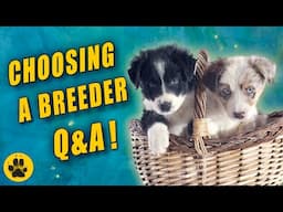 How to Choose a Dog Breeder - your Questions Answered!