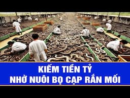 Kiếm tiền tỷ nhờ nuôi bọ cạp rắn mối