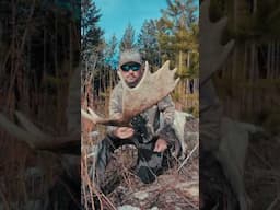 Bull Moose Shed His Big Paddle #moose #mountains #outdoors #britishcolumbia