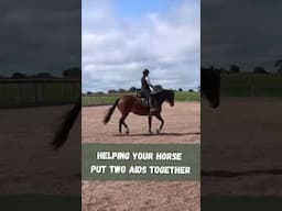 Training a Young Horse to Accept Contact in Transitions