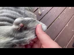 Bump On Milo's Ear | Life With Schnauzers