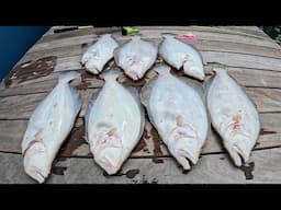 Ocean Fluke (Summer Flounder) Starting to Chew!