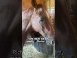 ⚜️⚜️⚜️⚜️ #equestrianjourney #horse #rodeo