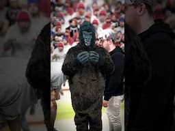 Who Wins 100 Men VS 1 Gorilla? 😱