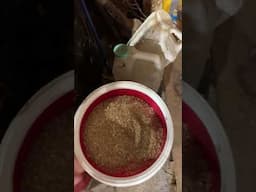 Morning feeding for the show pigs! #pigfeed #pig #farmfamilyfun #piggy