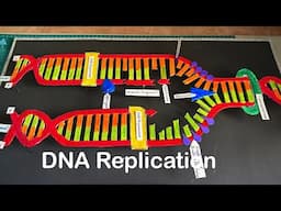 DNA Replication 2d model (ideas for project about DNA Replication Nakul Sahu Art