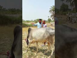 Bakray 🐐 Ko Oonth 🐪 Bana Diya😳