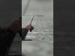 Check out the size of the F1 Speedy had in the latest live match!  #fishing
