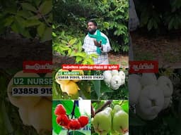 அதிக நார்ச்சத்து கொண்ட வாட்டர் ஆப்பிள் பழம்#nursery #waterappleplant