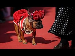 Fransız bulldog cinsi köpekler Moskova'daki hayır etkinliğinde kırmızı halıda yürüdü