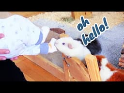 Guinea Pigs Meet My New Baby
