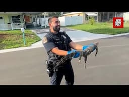 ‘Squealing’ former NY cop wrangles first alligator in new job: ‘Official welcome to Florida’