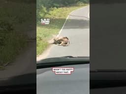 Deer Saved From Close Call with a Constrictor 😲😳 (🎥: ViralHog)