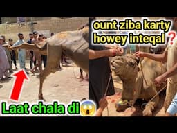 Laatein chala di ount ne😯| qasim bhai ke ustad ount qurban karte howey expire kese howey😔
