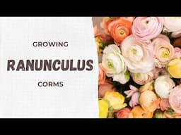 How I Grow Ranunculus Corms: My Step-by-Step Garden Journey