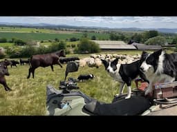 Two amazing dogs herding sheep - cow attacks my dogs