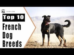 Top 10 French Dog Breeds